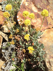 Eriogonum rosense