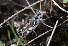 Melanoplus fasciatus