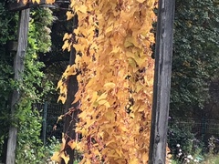 Dioscorea polystachya