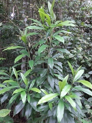 Daphnopsis pseudosalix