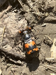 Nicrophorus marginatus