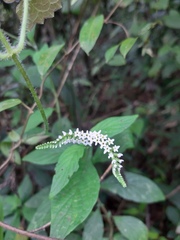 Heliotropium transalpinum