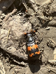 Nicrophorus marginatus