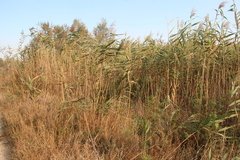 Phragmites australis altissimus