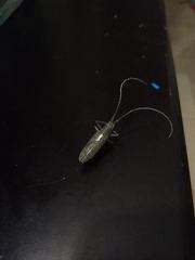 Neoptychodes trilineatus