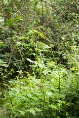 Hibiscus diversifolius