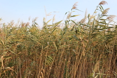 Phragmites australis altissimus