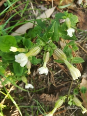 Silene latifolia
