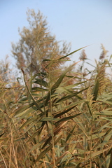 Phragmites australis altissimus