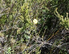 Ursinia paleacea