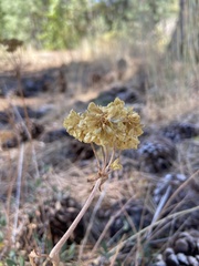 Eriogonum
