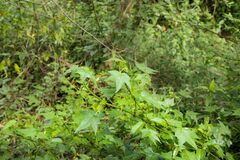 Hibiscus diversifolius