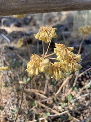 Eriogonum