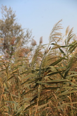 Phragmites australis altissimus