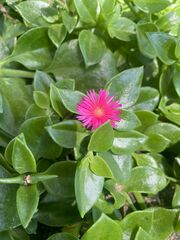 Mesembryanthemum cordifolium