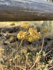 Eriogonum