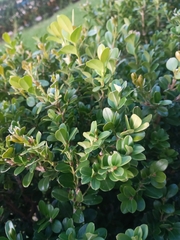 Buxus