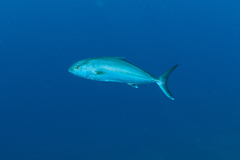 Seriola dumerili