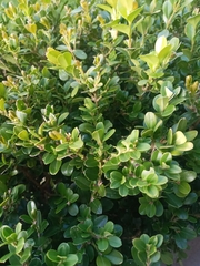 Buxus