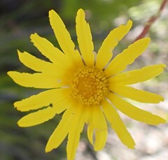 Ursinia paleacea