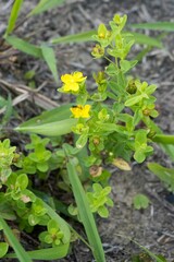 Hypericum aethiopicum