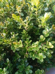 Buxus