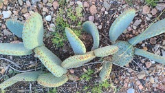 Opuntia aurea