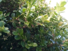 Buxus