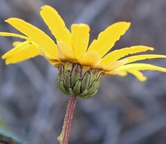 Ursinia paleacea