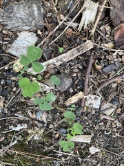 Medicago lupulina