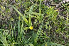 Hypoxis hemerocallidea