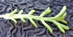 Ursinia paleacea