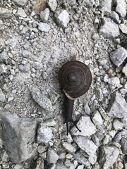 Webbhelix multilineata