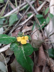 Stenandrium tenellum