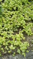 Sedum formosanum