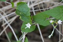 Ipomoea plebeia