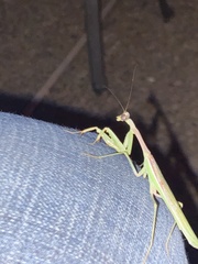 Stagmomantis