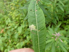 Mompha raschkiella
