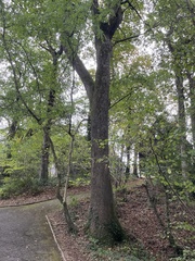 Fraxinus excelsior