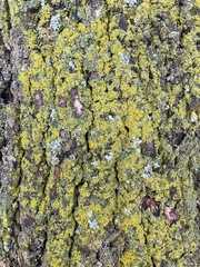 Candelaria concolor