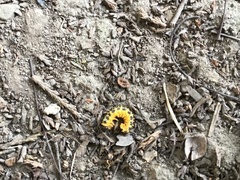 Macremphytus testaceus