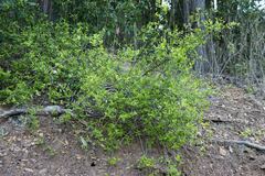 Jasminum multipartitum