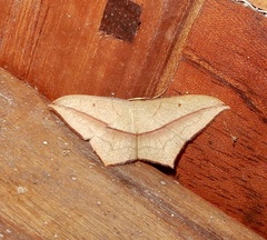 Timandra convectaria