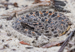 Sistrurus miliarius barbouri