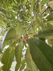 Ilex × attenuata