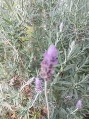 Lavandula
