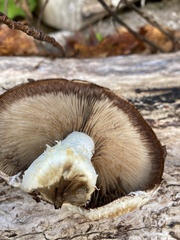 Hemipholiota