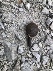 Webbhelix multilineata