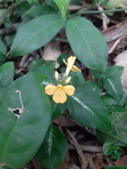 Stenandrium tenellum