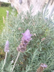 Lavandula